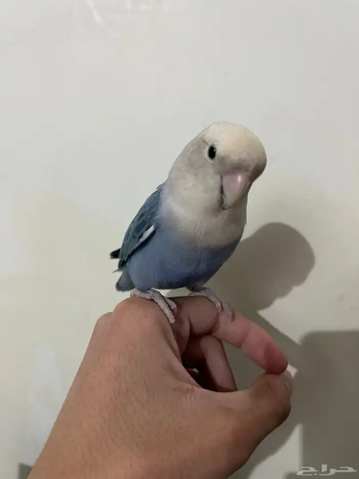 للبيع روز ذكر طالب تزاوج 0