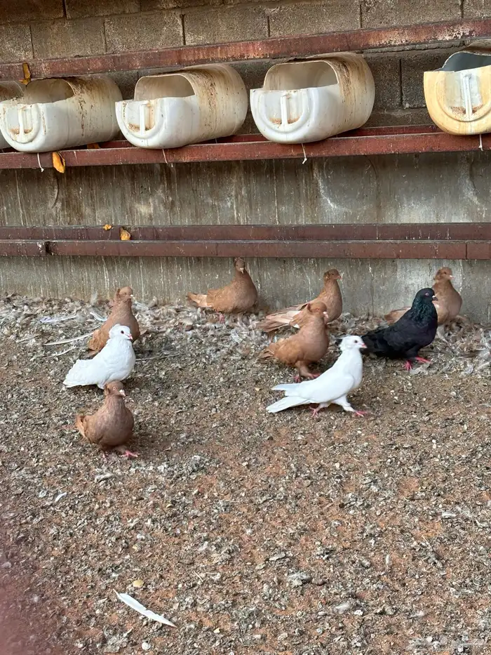 حمام و ديكه للديع 7