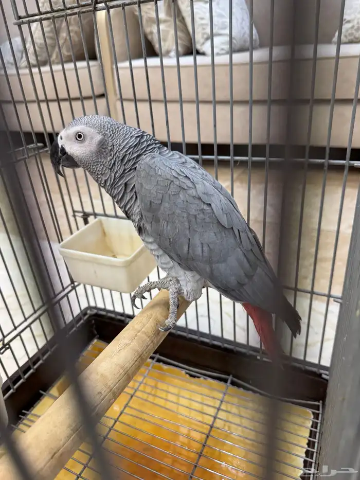 كاسكو سوبر جامبو ذكر 11