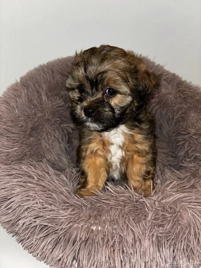 كلاب شيبو للبيع shih poo puppies for sale 17