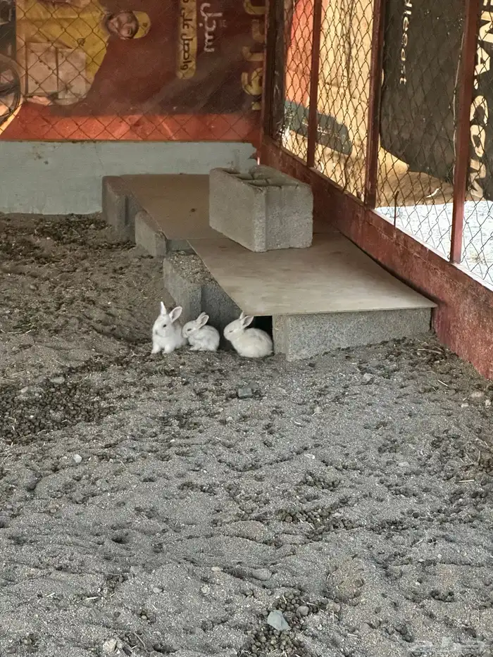 ارانب للبيع 4