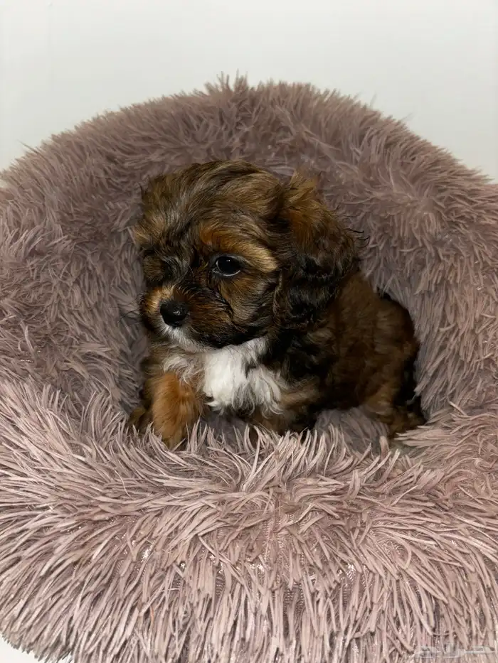 كلاب شيبو للبيع shih poo puppies for sale 26