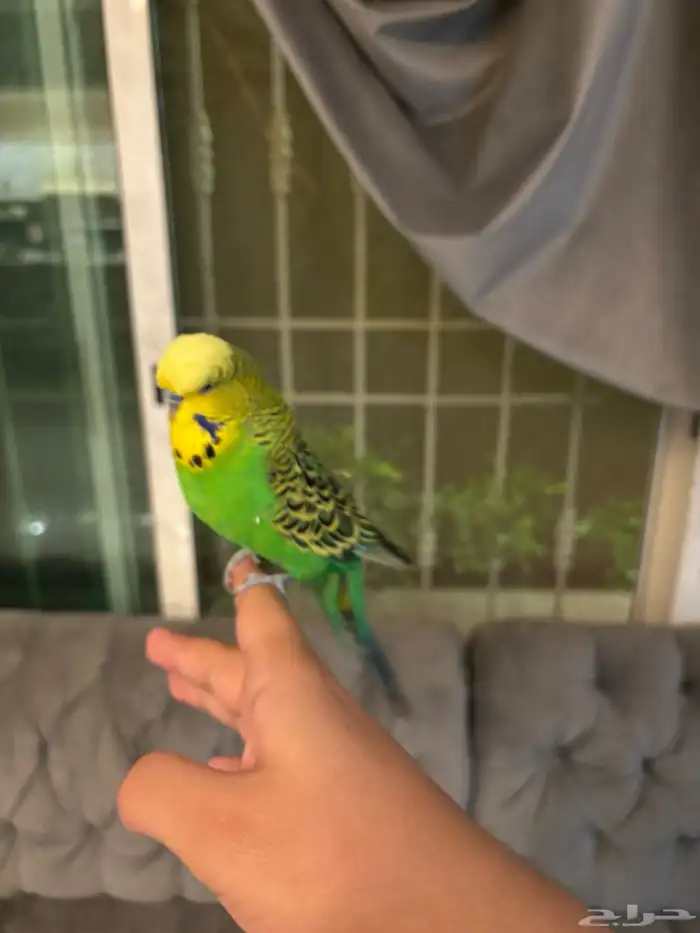 بادجي متكلم سوبر سوبر جامبو 4