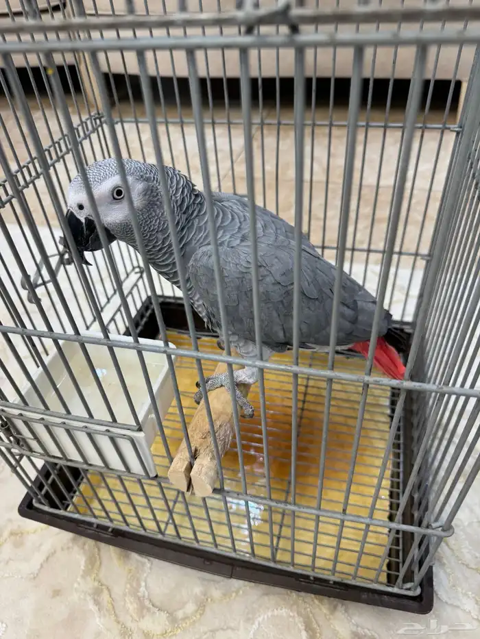 كاسكو سوبر جامبو ذكر 4