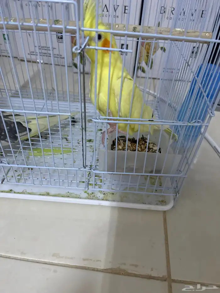 سلام عليكم جوز كروان اليف 1