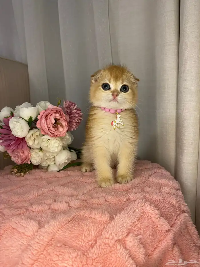 قطط سكوتش تربل فولد واستريت للبيع 1