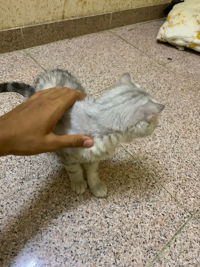 قطه سكوتش فولد 2