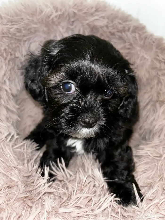 كلاب شيبو للبيع shih poo puppies for sale 11