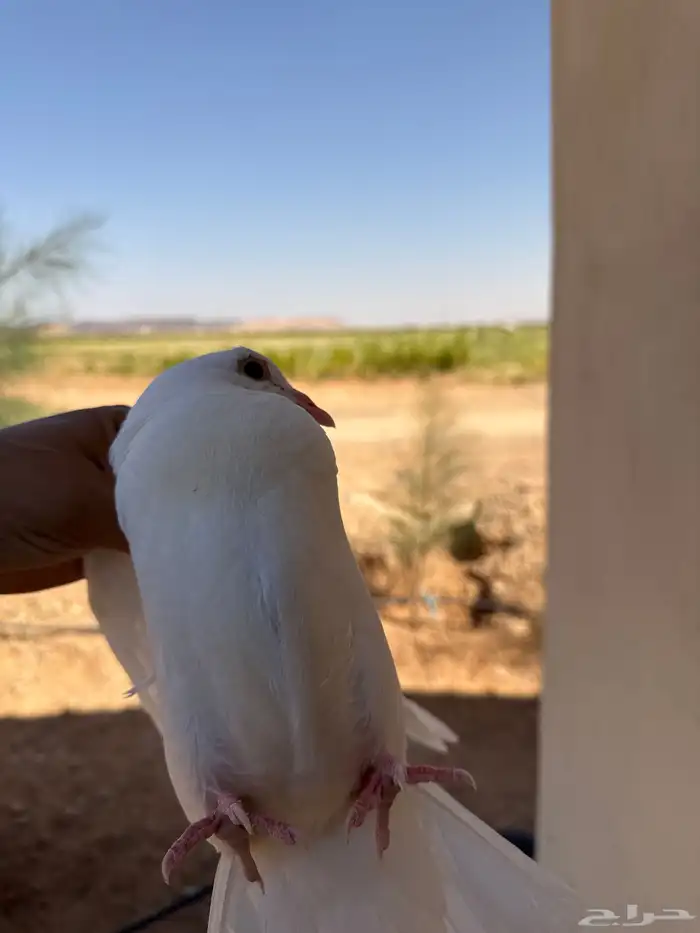 زغليل فرنسي ذبحة اليوم 2