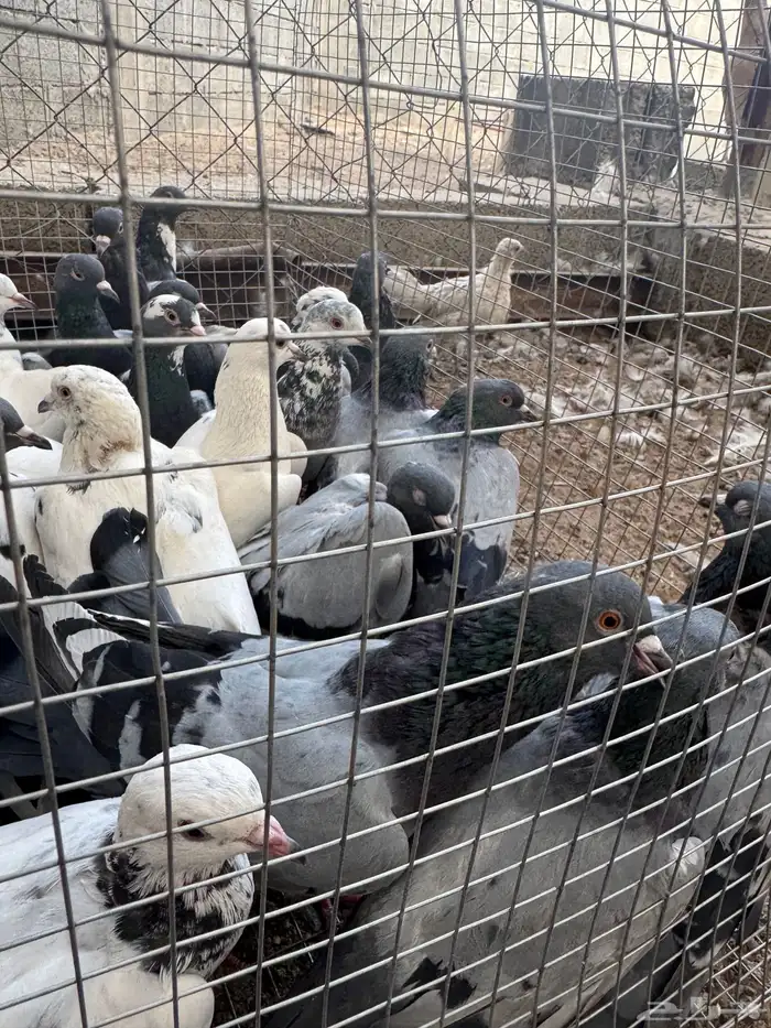حمام مشكل مشروط من الأمراض 1