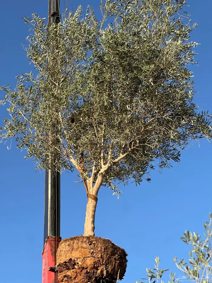 زيتون ونخل فاخر درجه اولى 2