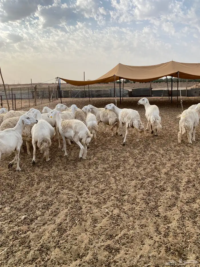 لبيع حريات عدد 21 1