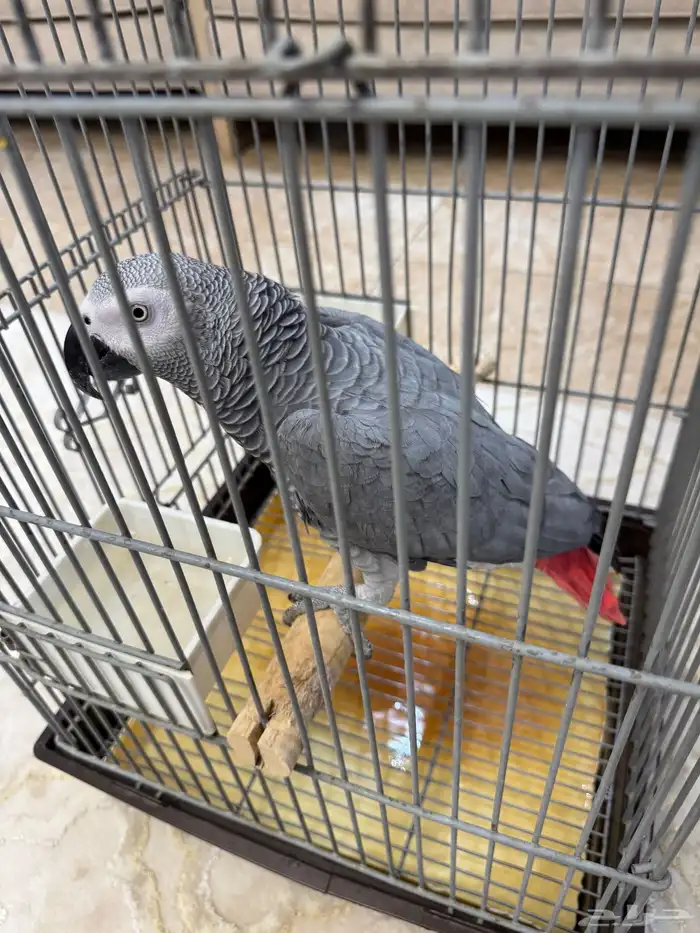 كاسكو سوبر جامبو ذكر 3