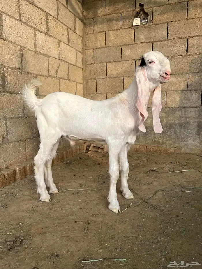 تيس للبيع 1