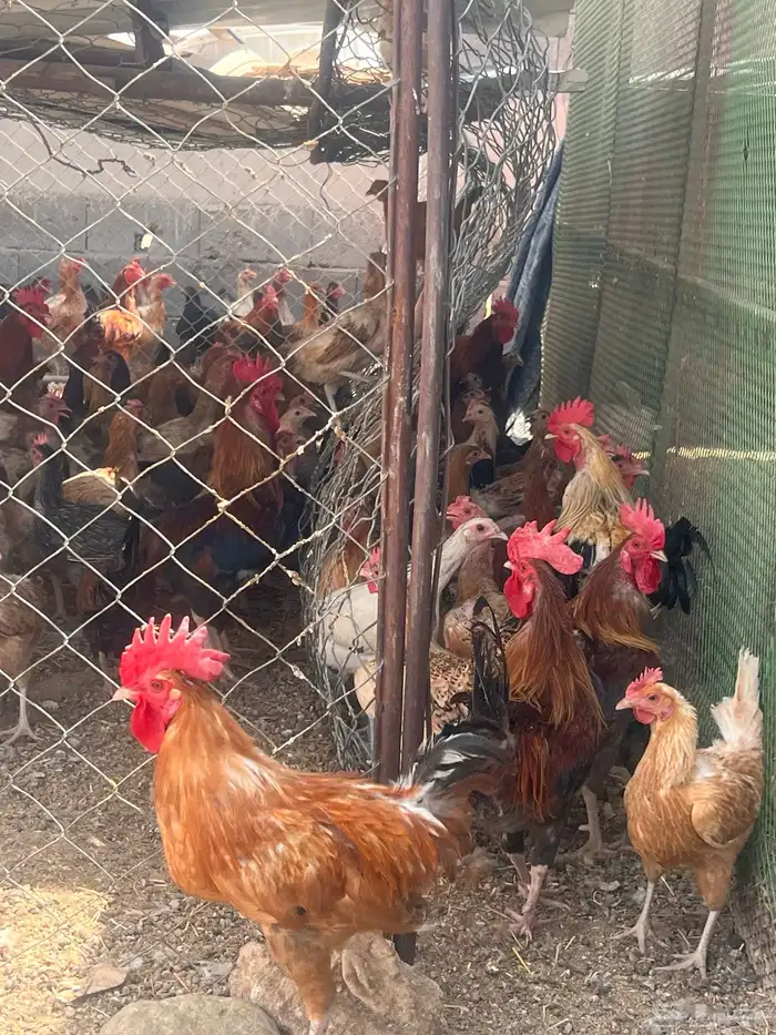 دجاج بلدي وفرنسي وتركي فاخر مشروع كامل 3