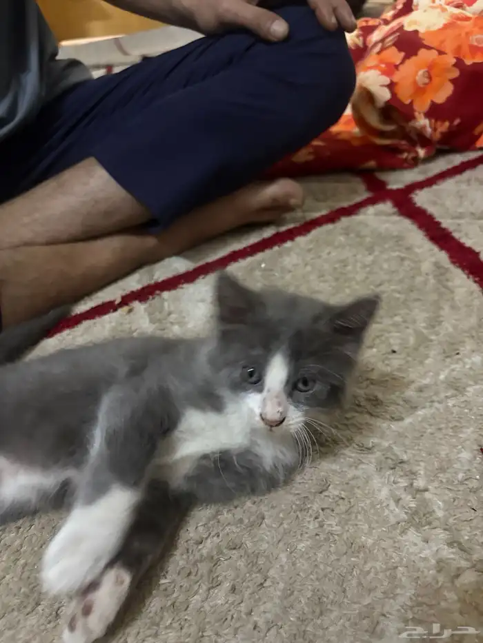 قط شيرازي للبيع ألون رصاصي 0