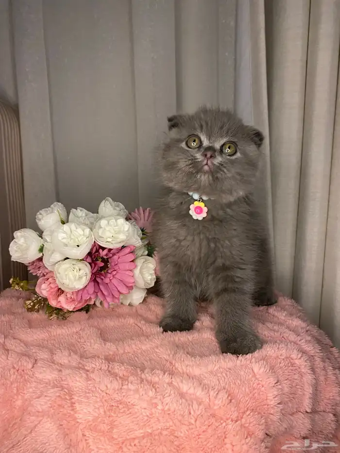 قطط سكوتش تربل فولد واستريت للبيع 5