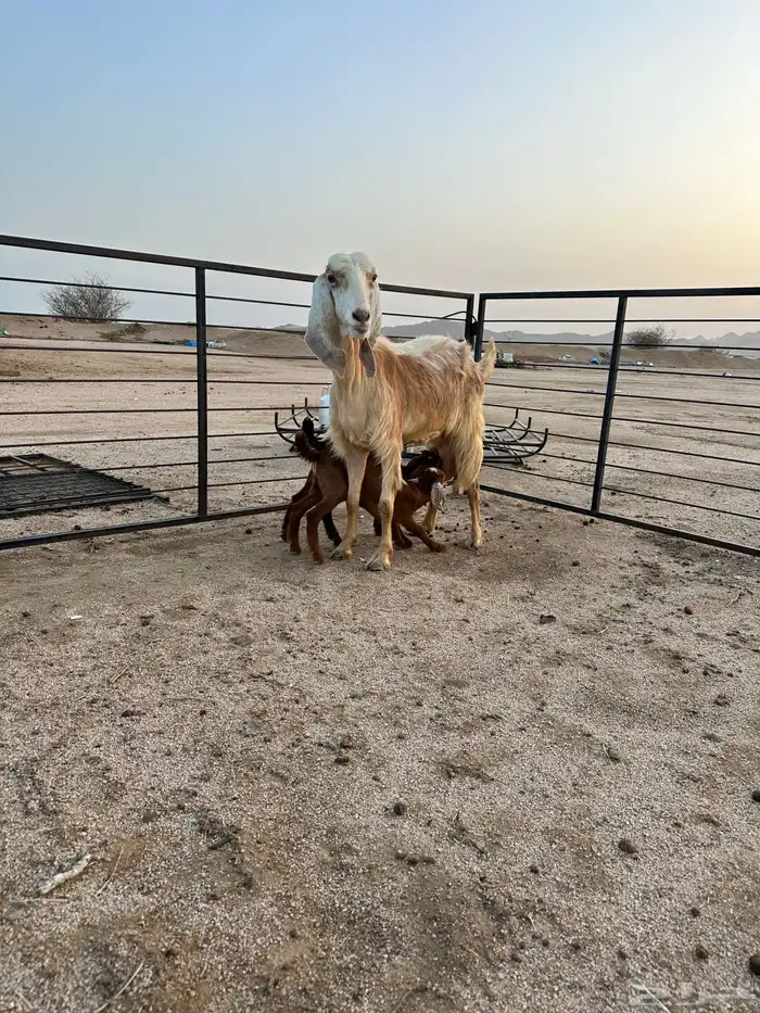 عنز مصرية أو مشروكة جامع شبب فاخرة 0