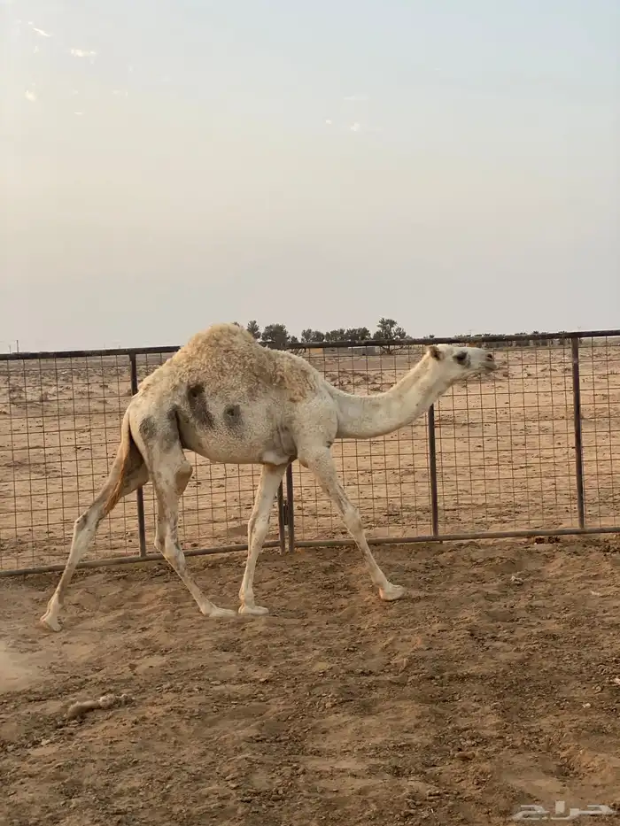 قعدان 6