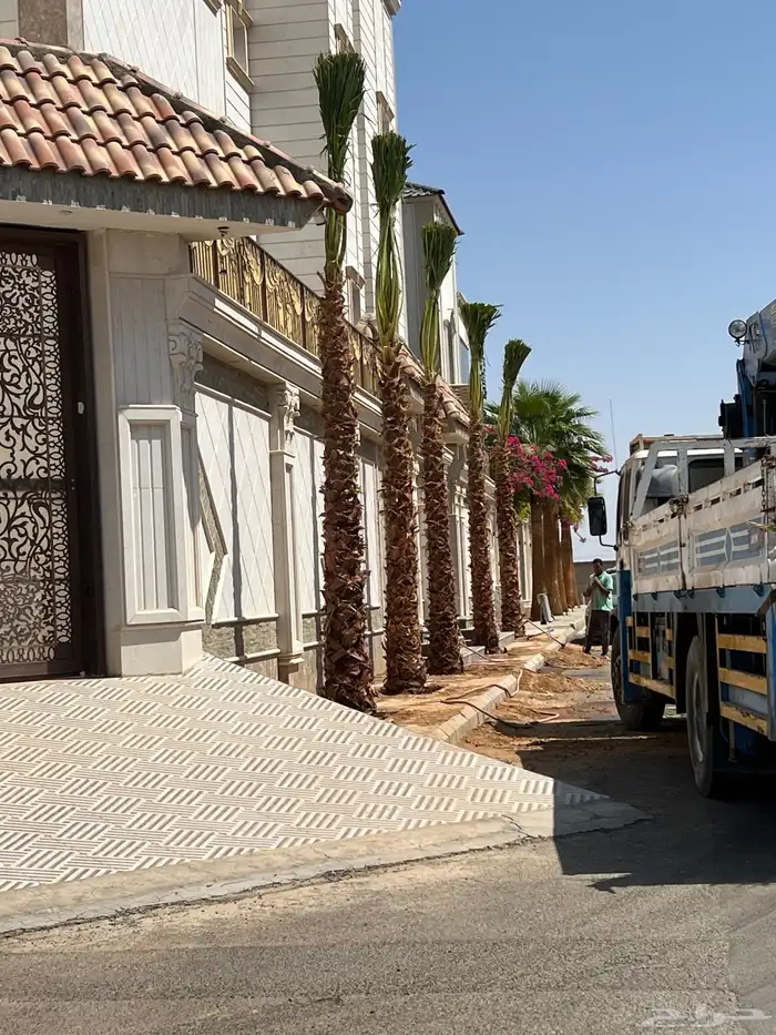 زيتون ونخل فاخر درجه اولى 8