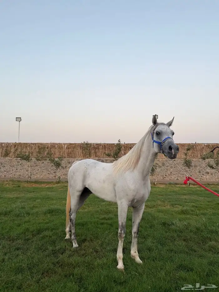 حصان الصفر للبيع العمر 6 سنوات 1