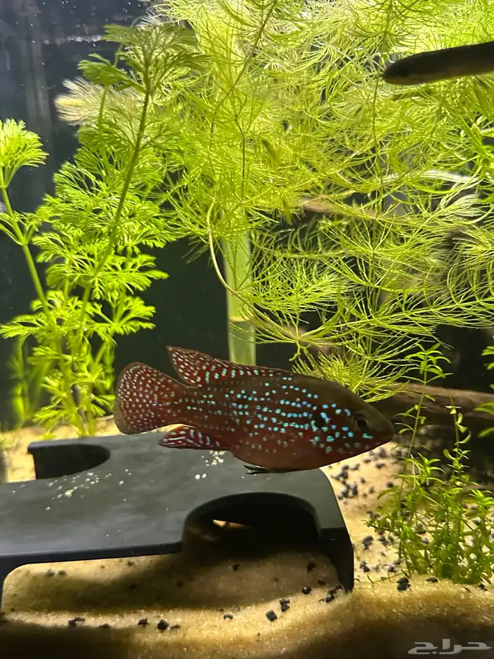 سمكة جويل سيكليد jewel cichlid 1