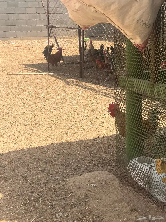 دجاج بلدي وفرنسي وتركي فاخر مشروع كامل 1