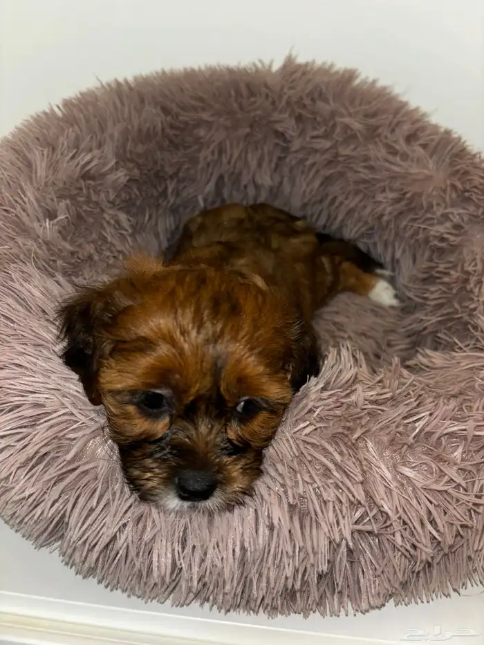 كلاب شيبو للبيع shih poo puppies for sale 25