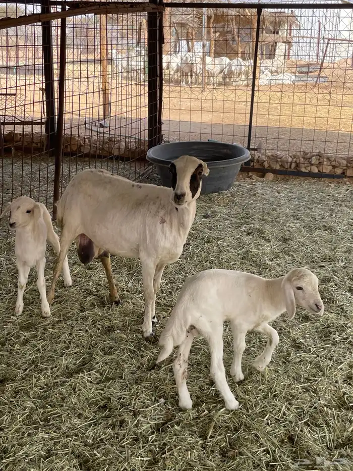 متابيع 2 وحده متاومه ووحده 1 3