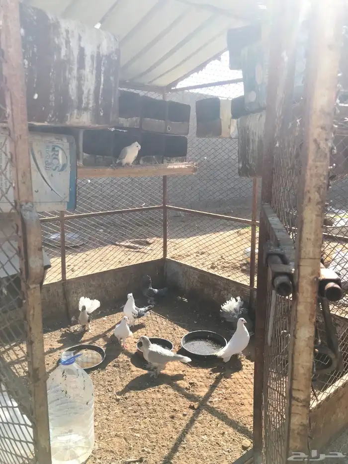 شبك حمام وحمام للبيع 3