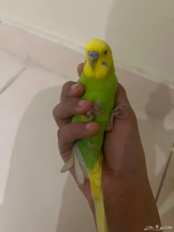 عصفوربادجي 7