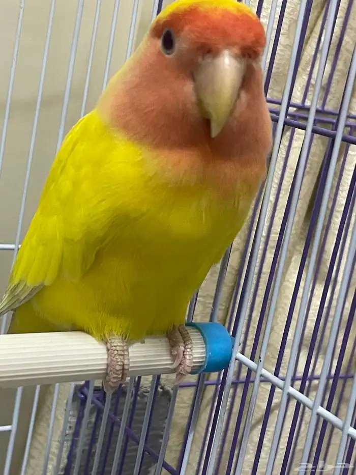 طير روز اصفر عيون حمر للبيع 1