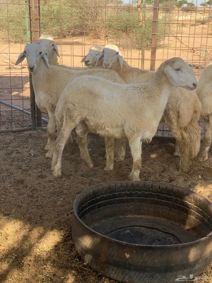طليان حريه 1