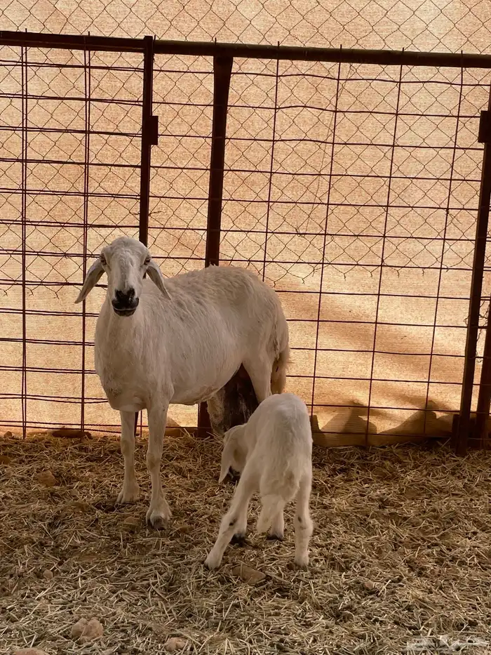 متابيع 2 وحده متاومه ووحده 1 5