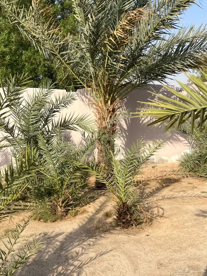 نخل للبيع 6