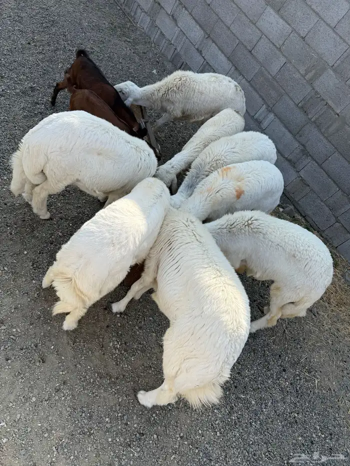 خرفان على مستوى مره نظيف 0