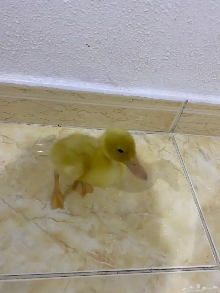 حيوان بطه 0