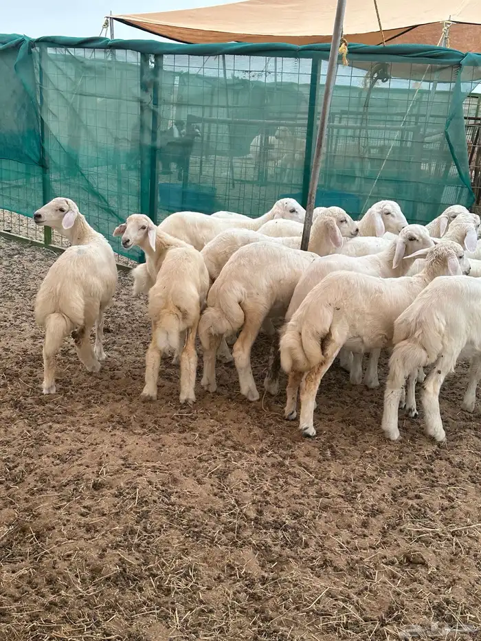 ذبائح بريه طيبه 7