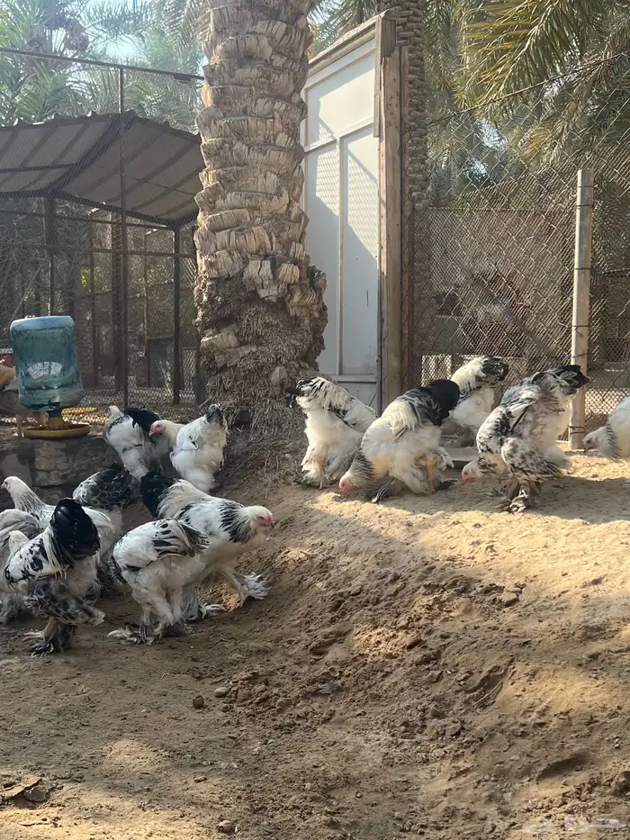 ديوك الماني براهما كولومبي سلالة كونك دم صافي 5