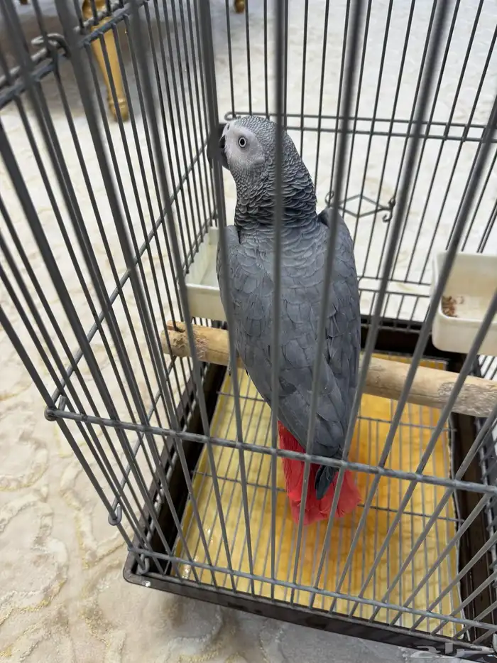 كاسكو سوبر جامبو ذكر 5