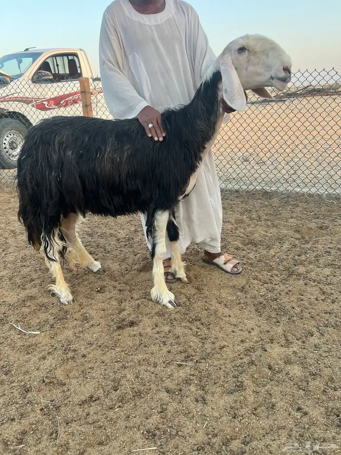 نجد صنف 0