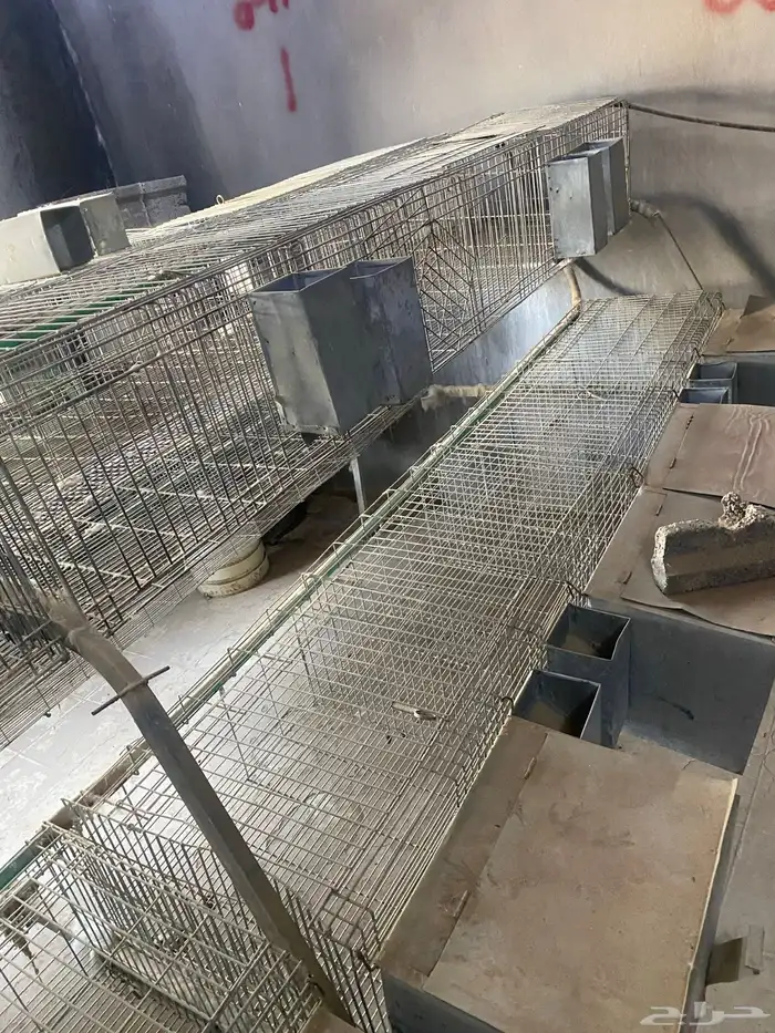 بطاريات ارانب مستعمل 2