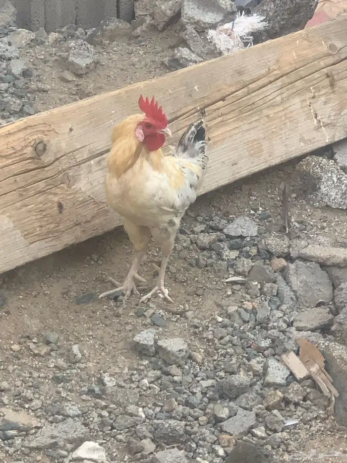 ديوك بلدي العدد 3 ديوك شرط نظافه وصحه 0