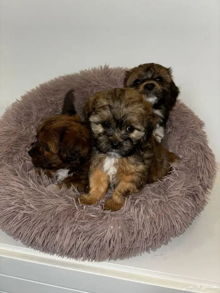كلاب شيبو للبيع shih poo puppies for sale 15