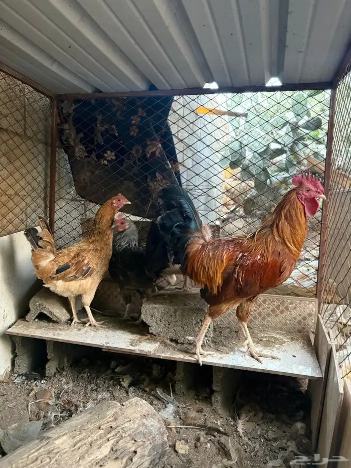 ديك و ثلاث دجاج بلدي للبيع 7