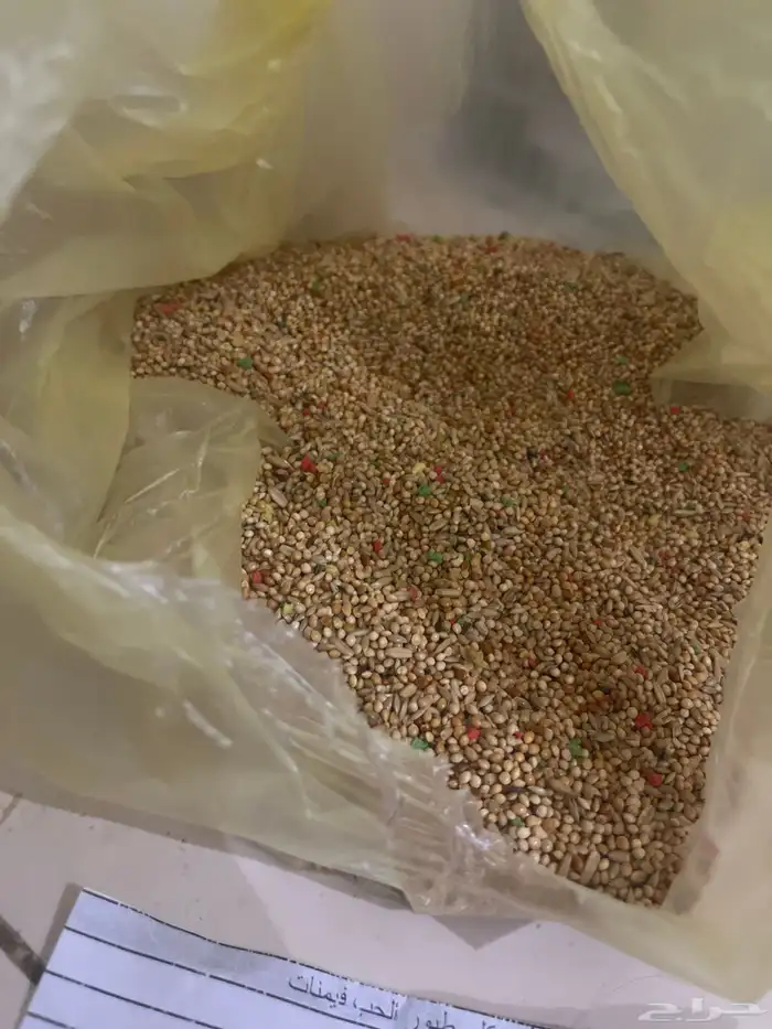 عصفوربادجي 1