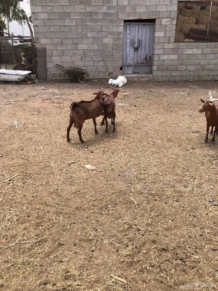 تيس فحل جذع ادهم نظيف 4