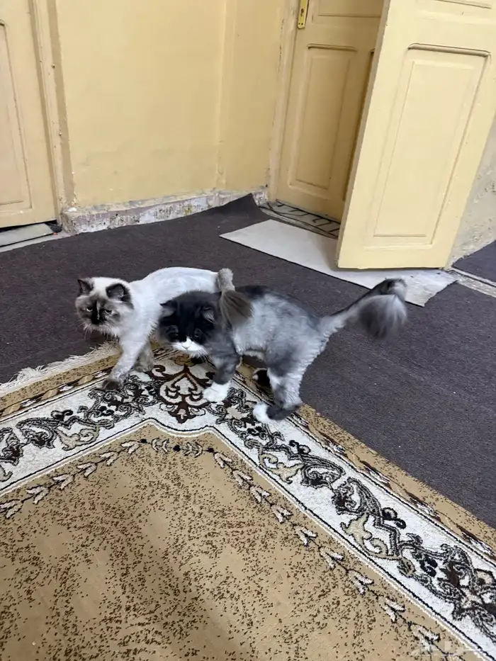 للبيع cat 1