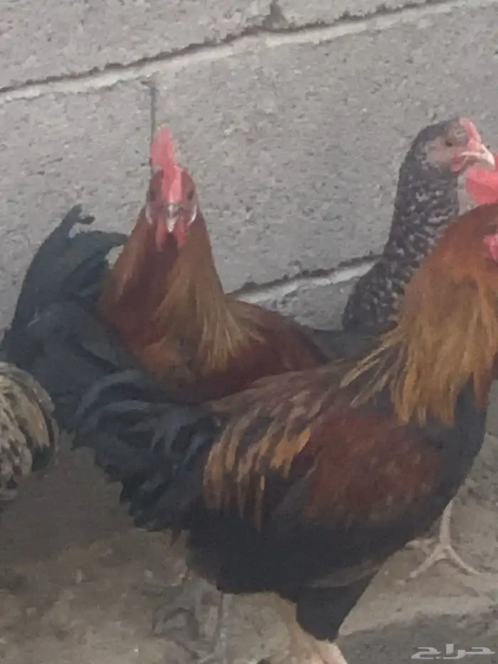 ديوك بلدي العدد 3 ديوك شرط نظافه وصحه 5