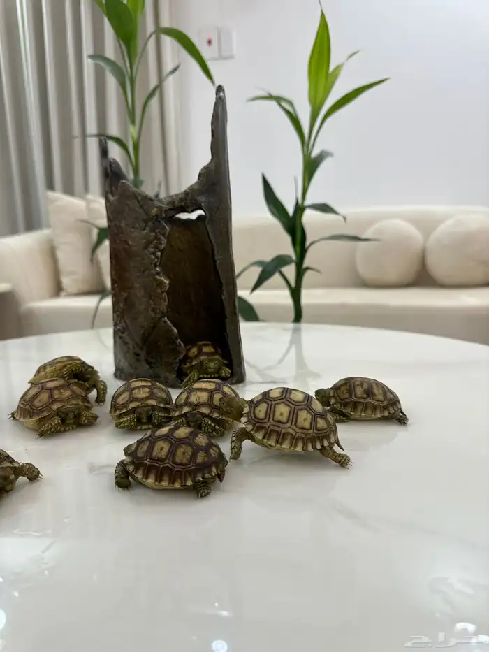 سلاحف سلكاتا 1